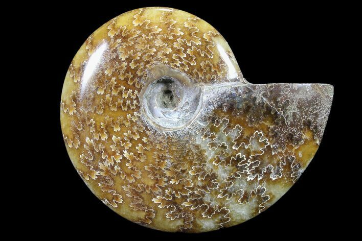 Polished, Agatized Ammonite (Cleoniceras) - Madagascar #88069